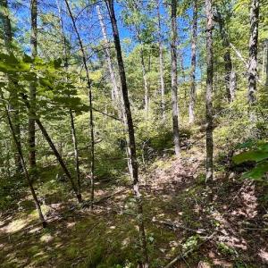 Photo #21 of SOLD property in Off Doe Circle, Clifton Forge, VA 10.6 acres