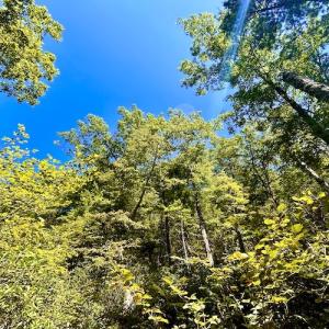 Photo #33 of SOLD property in Off Doe Circle, Clifton Forge, VA 10.6 acres