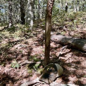 Photo #34 of SOLD property in Off Doe Circle, Clifton Forge, VA 10.6 acres