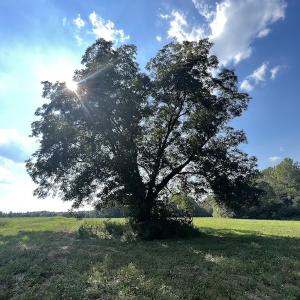 Photo #22 of Off Willis Pinnell Road , Norlina, NC 2.9 acres