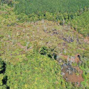 Photo #14 of SOLD property in Off Dennis Harris Rd, Macon, NC 138.1 acres