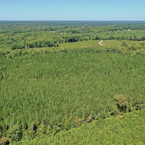 Photo #37 of SOLD property in Off Dennis Harris Rd, Macon, NC 138.1 acres