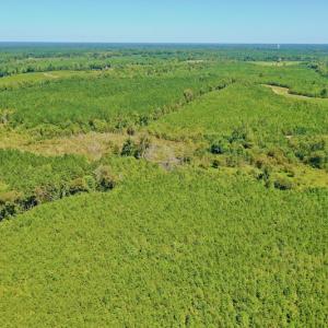 Photo #48 of SOLD property in Off Dennis Harris Rd, Macon, NC 138.1 acres