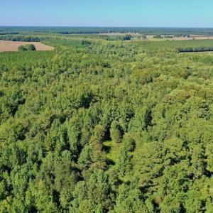 Photo #13 of Off Hwy 305, Rich Square, NC 30.1 acres