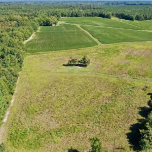 Photo #7 of Off Hwy 305, Rich Square, NC 30.1 acres