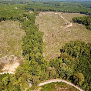 Photo #8 of SOLD property in Off Renrut Rd , Lunenburg, VA 87.0 acres