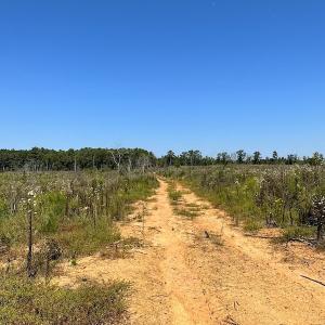 Photo #9 of SOLD property in Off Renrut Rd , Lunenburg, VA 87.0 acres