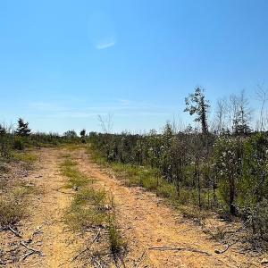 Photo #10 of SOLD property in Off Renrut Rd , Lunenburg, VA 87.0 acres