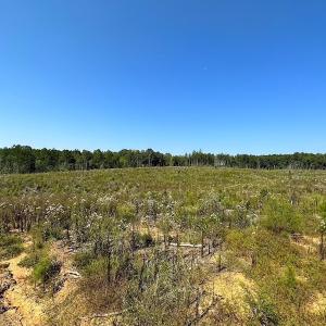 Photo #11 of SOLD property in Off Renrut Rd , Lunenburg, VA 87.0 acres