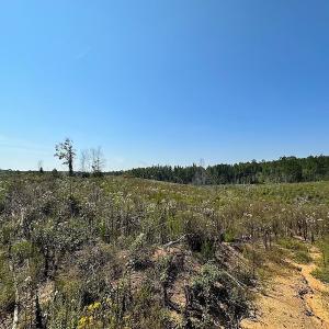 Photo #12 of SOLD property in Off Renrut Rd , Lunenburg, VA 87.0 acres