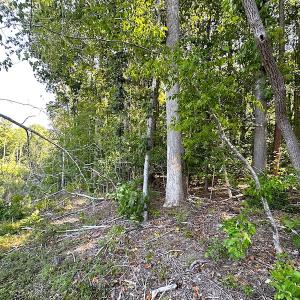 Photo #18 of SOLD property in Off Renrut Rd , Lunenburg, VA 87.0 acres