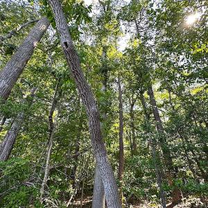 Photo #19 of SOLD property in Off Renrut Rd , Lunenburg, VA 87.0 acres
