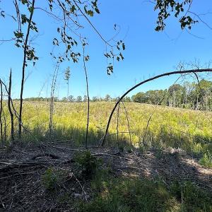 Photo #20 of SOLD property in Off Renrut Rd , Lunenburg, VA 87.0 acres