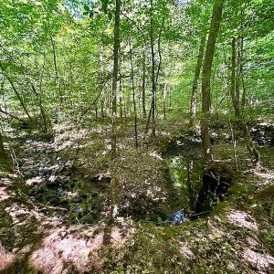 Photo #21 of SOLD property in Off Renrut Rd , Lunenburg, VA 87.0 acres