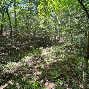 Photo #22 of SOLD property in Off Renrut Rd , Lunenburg, VA 87.0 acres