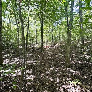 Photo #23 of SOLD property in Off Renrut Rd , Lunenburg, VA 87.0 acres