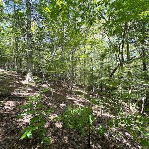 Photo #24 of SOLD property in Off Renrut Rd , Lunenburg, VA 87.0 acres