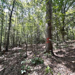 Photo #25 of SOLD property in Off Renrut Rd , Lunenburg, VA 87.0 acres