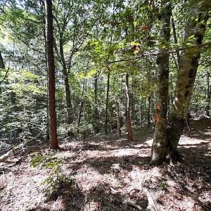 Photo #26 of SOLD property in Off Renrut Rd , Lunenburg, VA 87.0 acres