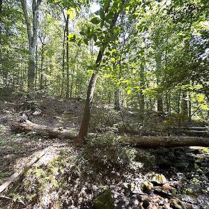 Photo #30 of SOLD property in Off Renrut Rd , Lunenburg, VA 87.0 acres