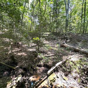 Photo #31 of SOLD property in Off Renrut Rd , Lunenburg, VA 87.0 acres