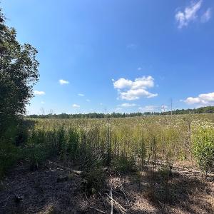 Photo #33 of SOLD property in Off Renrut Rd , Lunenburg, VA 87.0 acres