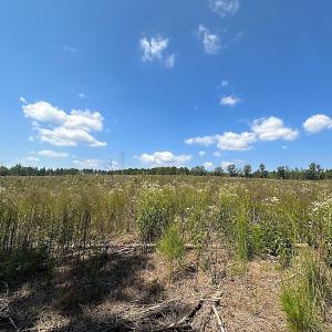 Photo #34 of SOLD property in Off Renrut Rd , Lunenburg, VA 87.0 acres