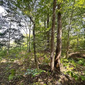 Photo #35 of SOLD property in Off Renrut Rd , Lunenburg, VA 87.0 acres