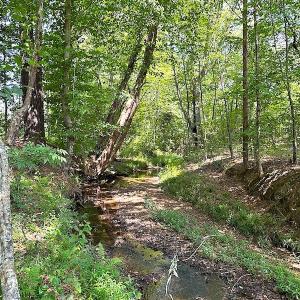 Photo #36 of SOLD property in Off Renrut Rd , Lunenburg, VA 87.0 acres