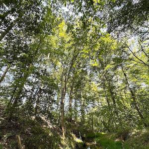 Photo #42 of SOLD property in Off Renrut Rd , Lunenburg, VA 87.0 acres