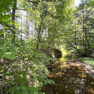 Photo #45 of SOLD property in Off Renrut Rd , Lunenburg, VA 87.0 acres
