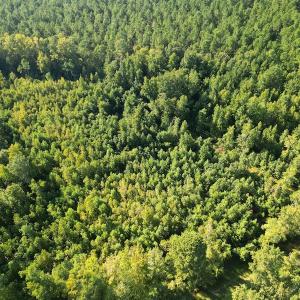 Photo #2 of SOLD property in Off Figure 9 Rd, Council, NC 6.5 acres