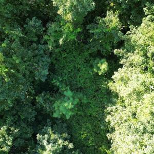 Photo #14 of SOLD property in Off Figure 9 Rd, Council, NC 6.5 acres