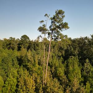 Photo #15 of SOLD property in Off Figure 9 Rd, Council, NC 6.5 acres