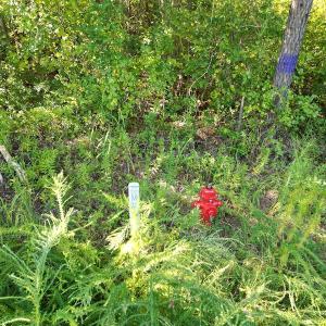 Photo #26 of SOLD property in Off Figure 9 Rd, Council, NC 6.5 acres