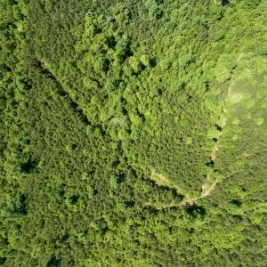 Photo #10 of SOLD property in Off Henschel Lane, Broadway, NC 12.0 acres