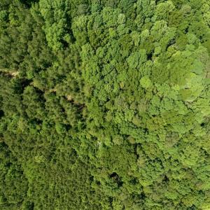 Photo #13 of SOLD property in Off Henschel Lane, Broadway, NC 12.0 acres