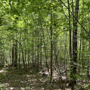 Photo #18 of SOLD property in Off Henschel Lane, Broadway, NC 12.0 acres