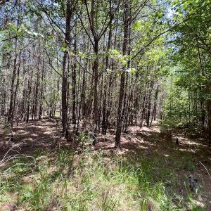 Photo #20 of SOLD property in Off Henschel Lane, Broadway, NC 12.0 acres