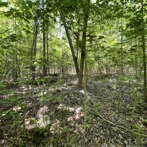 Photo #21 of SOLD property in Off Henschel Lane, Broadway, NC 12.0 acres
