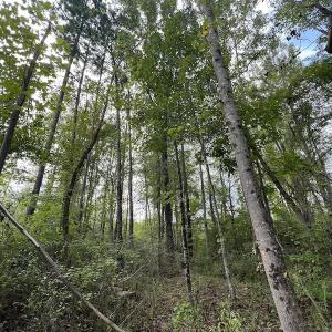 Photo #33 of SOLD property in Off Ronald Tharrington Road, Louisburg, NC 15.8 acres