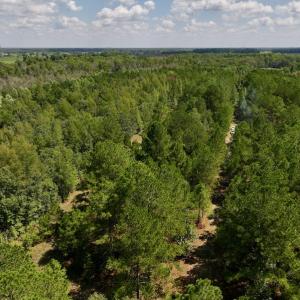 Photo #13 of SOLD property in Off Richland Drive, Pembroke, NC 6.8 acres