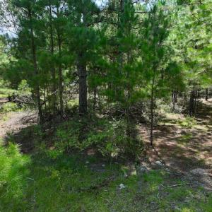 Photo #20 of SOLD property in Off Richland Drive, Pembroke, NC 6.8 acres