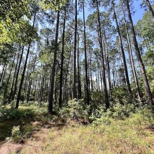 Photo #12 of Off Jarvis Landing Rd, Aurora, NC 8.3 acres