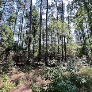 Photo #22 of Off Jarvis Landing Rd, Aurora, NC 8.3 acres