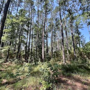 Photo #23 of Off Jarvis Landing Rd, Aurora, NC 8.3 acres