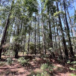 Photo #35 of Off Jarvis Landing Rd, Aurora, NC 8.3 acres
