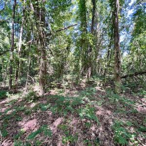 Photo #19 of SOLD property in Off Coon Myrick Rd, Littleton, NC 7.0 acres