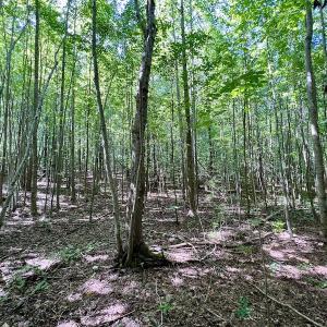 Photo #24 of SOLD property in Off Coon Myrick Rd, Littleton, NC 7.0 acres