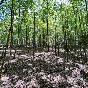 Photo #25 of SOLD property in Off Coon Myrick Rd, Littleton, NC 7.0 acres